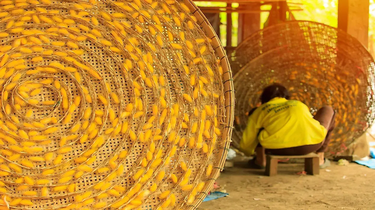 Quá trình sản xuất lụa tơ tằm đòi hỏi sự tỉ mỉ