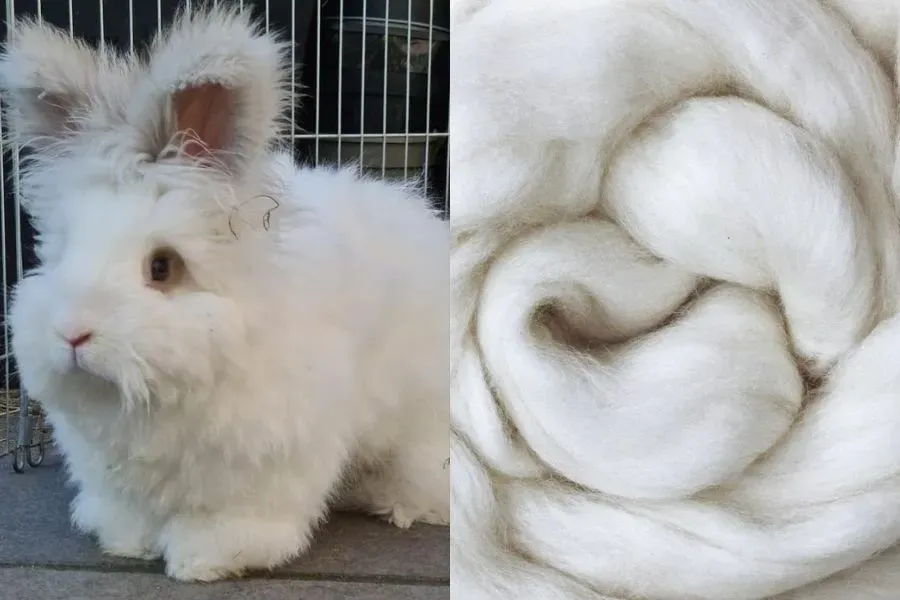 Thông tin hữu ích về vải len lông thỏ Angora