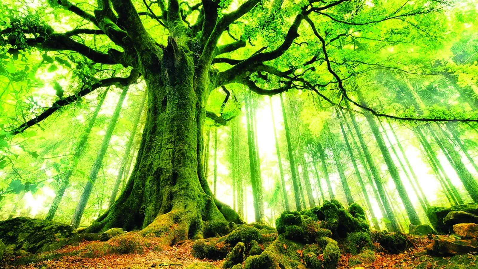 Mệnh Mộc còn mang ý nghĩa tượng trưng của cây cối (Nguồn: Internet)