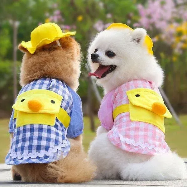 tái chế áo sơ mi thành đồ cho thú cưng