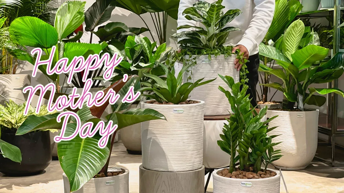 Tặng cây cảnh để tạo thêm thú vị chăm cây hằng ngày giúp mẹ thư giãn (Nguồn: Internet)