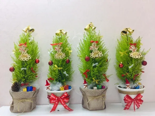 Cây tùng&nbsp;thơm&nbsp;xinh xắn&nbsp;biểu tượng&nbsp;đặc trưng của noel