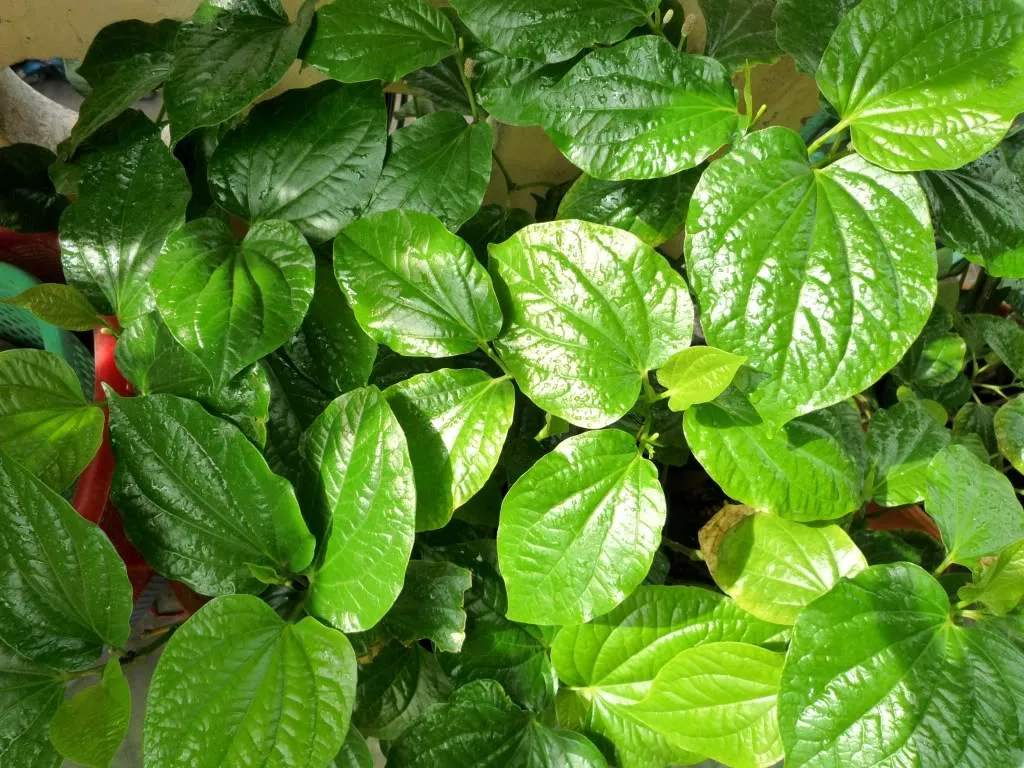 Nước lá trầu không được lọc sạch dùng để ngâm quần áo màu