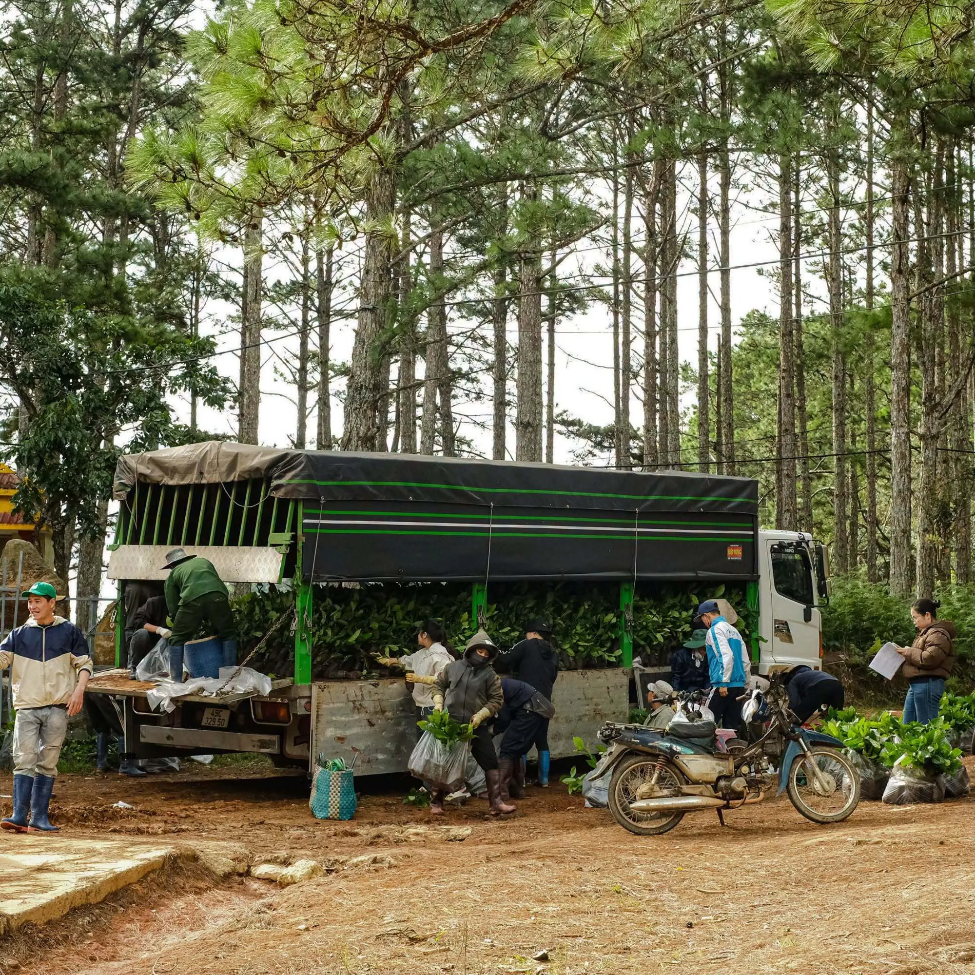 những cây giống cafe đầu tiên