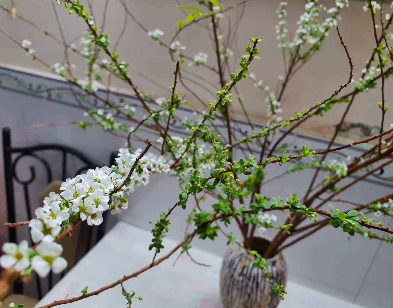 Vẻ đẹp tinh khôi của hoa tuyết mai chưng Tết